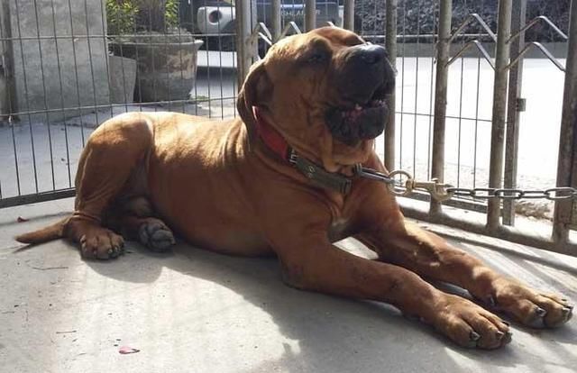 土佐犬性格勇敢,沉稳,而且智商很高,不会冒然进攻,一但进攻便会让对方