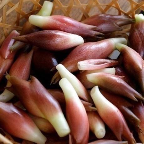 曰本被称为亚洲人参,却是我国普通的农作物,药用价值极高