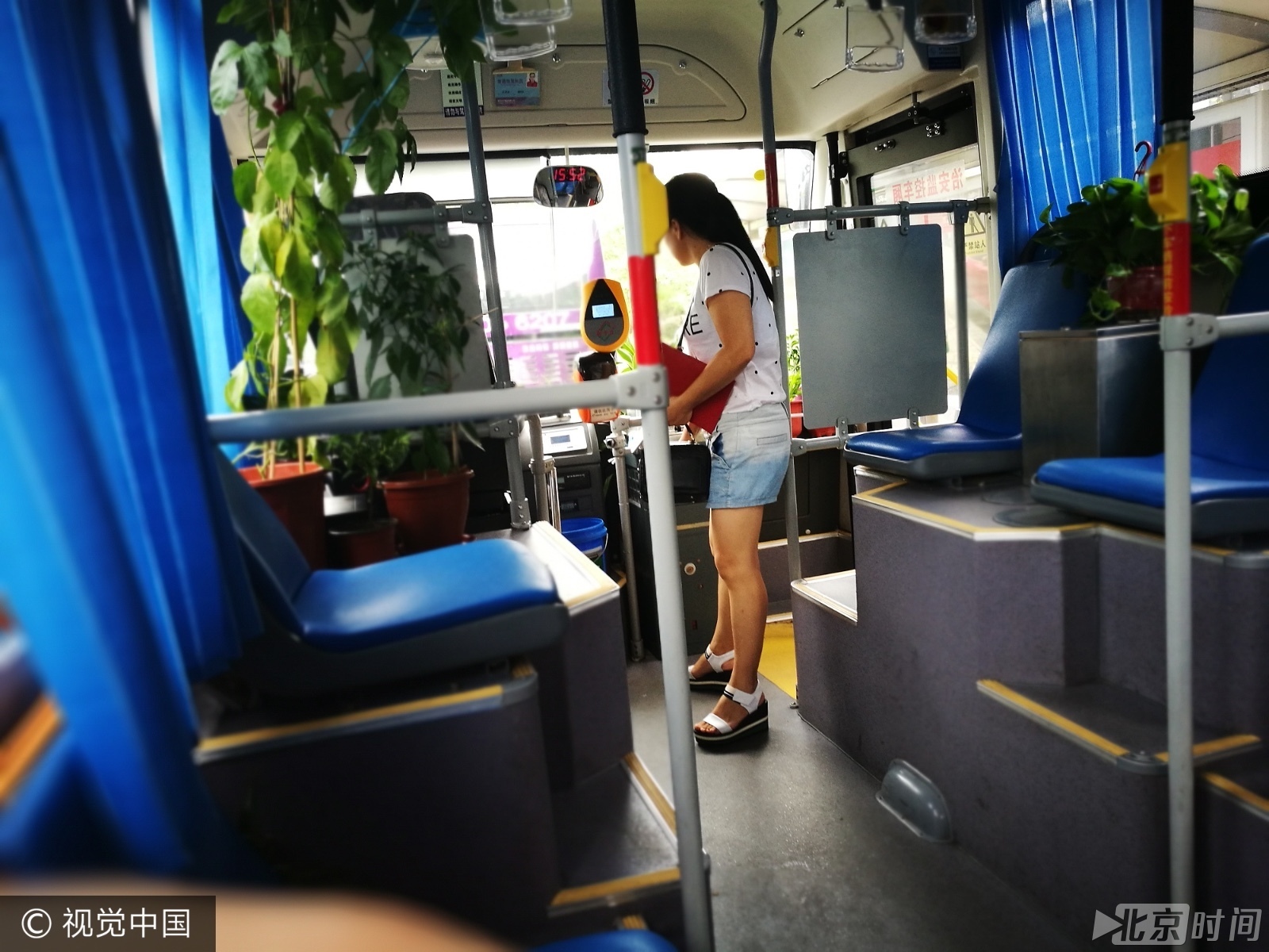 别样绿色出行!女司机公交车内种丝瓜辣椒