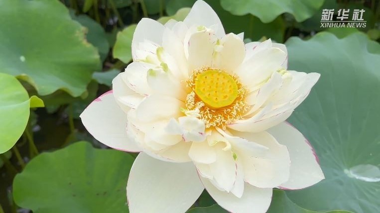 罕见变异!野生荷花开出三色花瓣 罕见变异!野生荷花开出三色花瓣