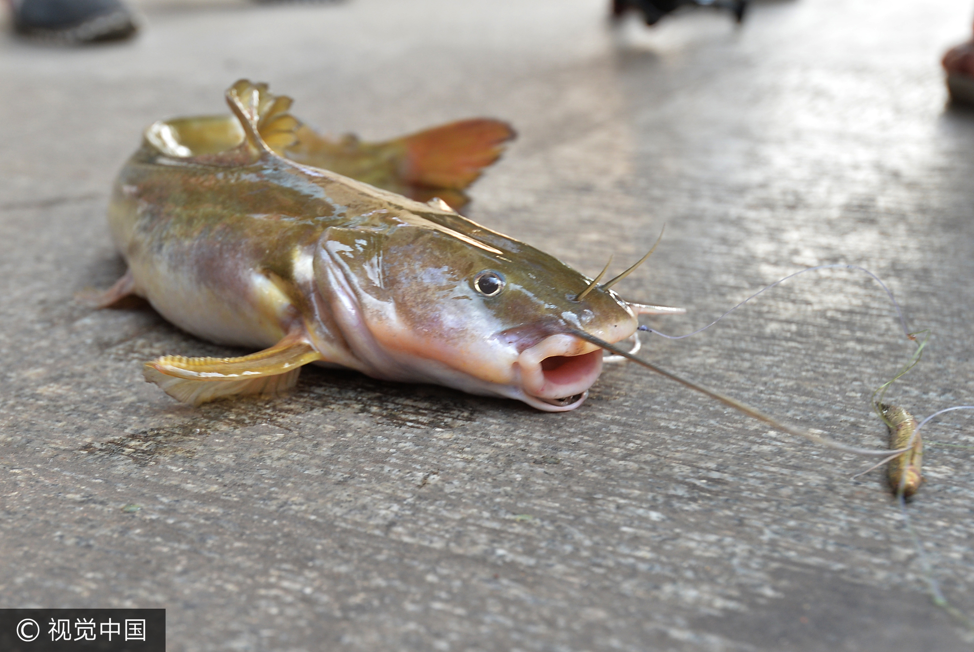 记者咨询过曾经钓获过此鱼的钓友，大家都说，钓到一斤多个体的，相当于买彩票中了一个小奖，鱼的味道丝毫不逊于“长江三鲜”，味道好极了。