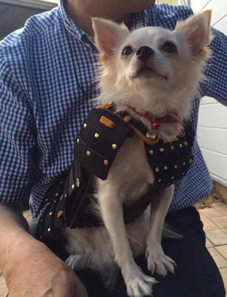 你家狗狗的衣服弱爆了,看看他们做的宠物"武士盔甲"