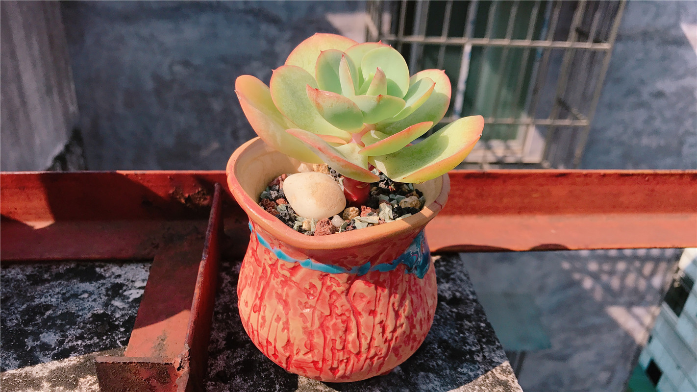 多肉怎么养得又肥又胖土方法 t01a703d98e8f429bee.jpg?size=1422x800+style=margin:+0px+auto;+padding:+0px;+list-style:+none;+box-sizing:+border-box;+border:+none;+vertical-align:+middle;+display:+block;+max-width:+50%;+font-family:+Helvetica,+Arial,+sans-serif;+font-size:+14px;+white-space:+pre-wrap;+background-color:+rgb(255,+255,+255);