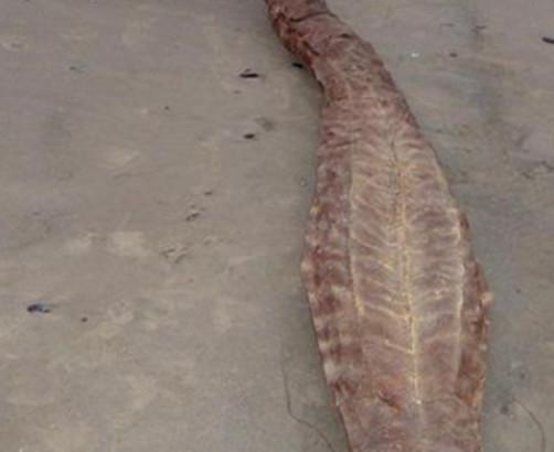 据报道，在马六甲海峡，曾经出现过一次海蛇汇集在一起，排成了一米宽60海里长的“一”字形长蛇阵，井井有条，浩浩荡荡，其场面甚为壮观。