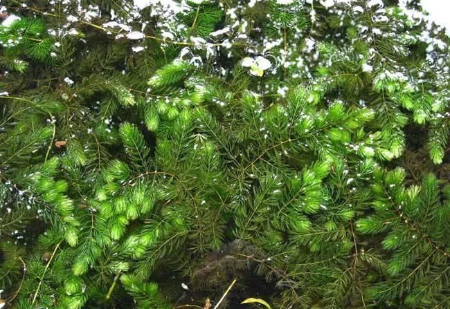 养殖龙虾的池塘种什么水草植物好?