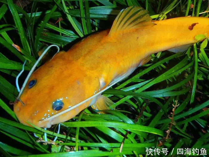 釣了幾條黃燦燦的黃顙魚 朋友卻說這不是黃顙魚 釣友們來給看看!