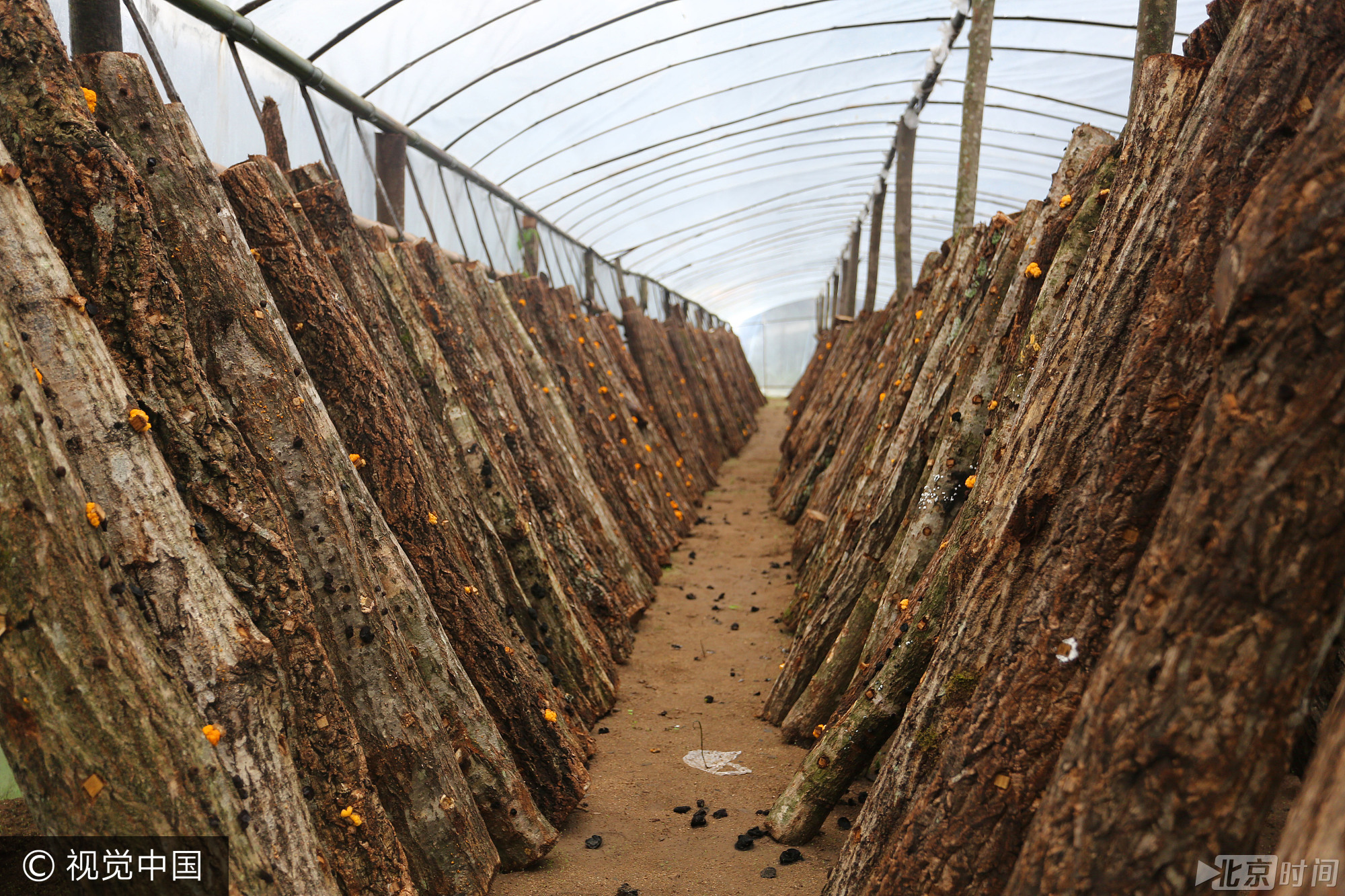 陕西村民"点木成金" 种植金色木耳年入百万