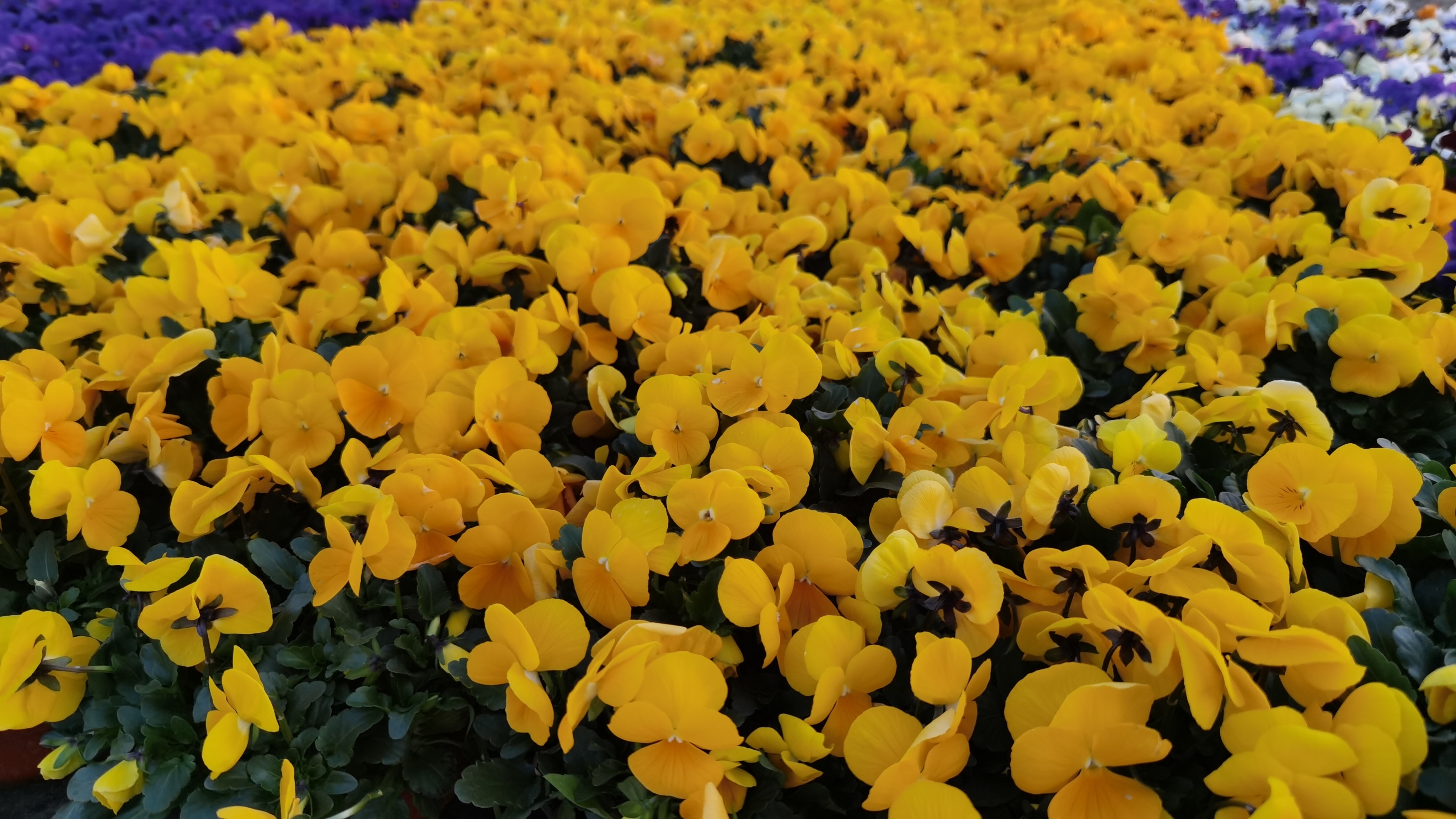 耐寒花卉原来这么美！冬残奥期间13.8万株早春花卉将绽放街头