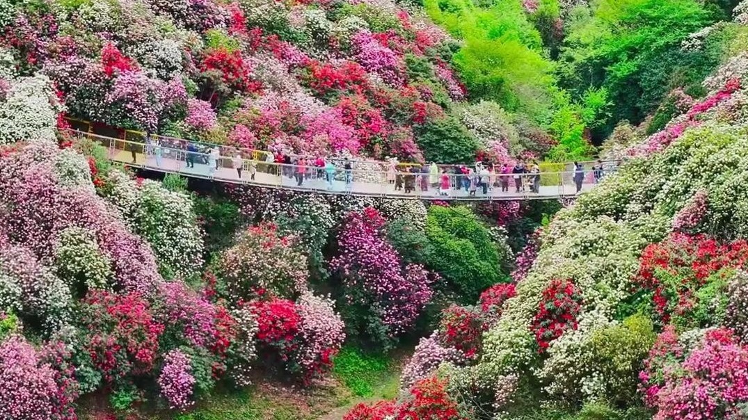 杜鹃花海惊艳上线!贵州毕节百里杜鹃花开似锦 杜鹃花海惊艳上线!贵州毕节百里杜鹃花开似锦
