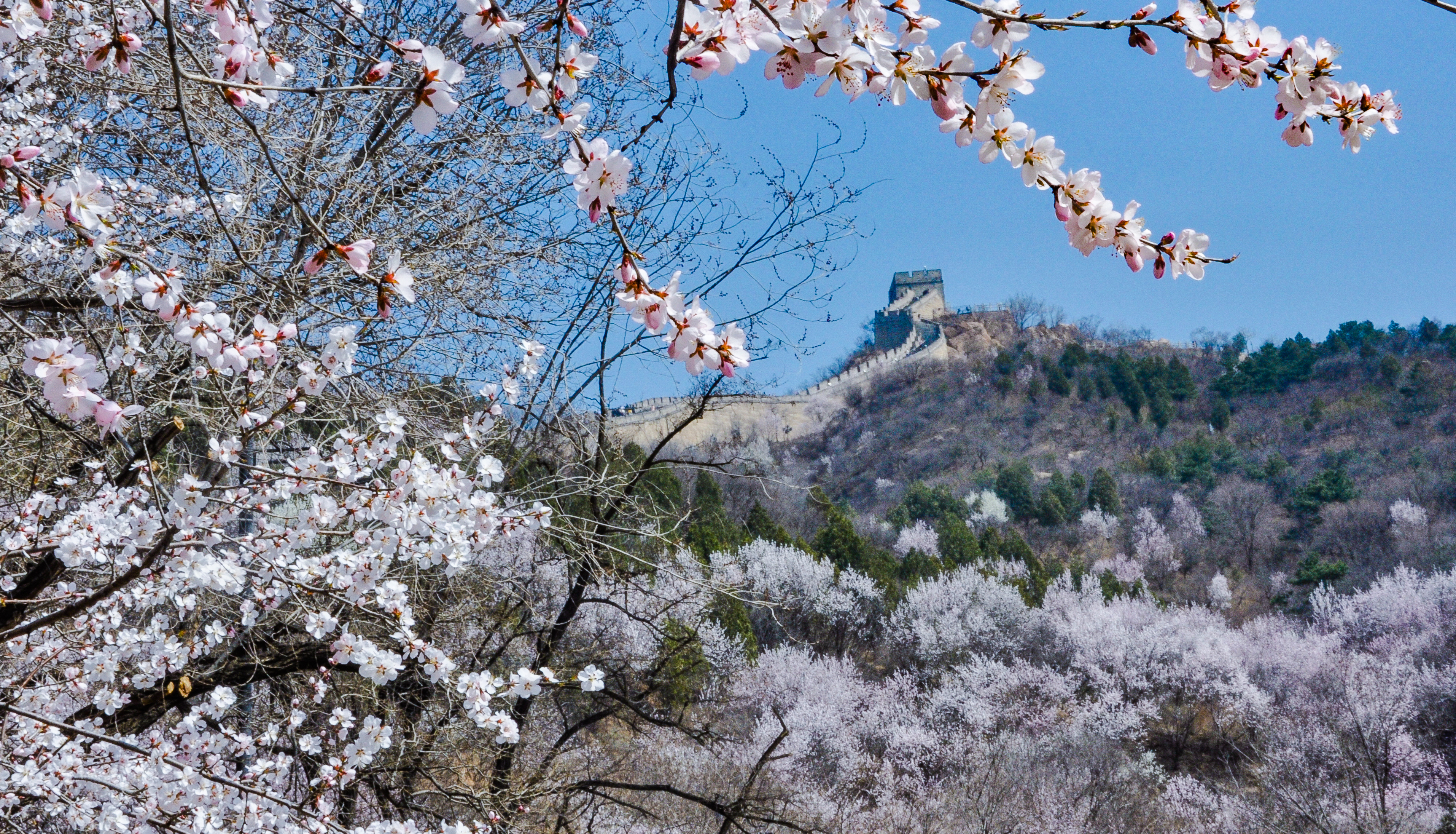 八达岭长城景区内杏花漫山遍野,山景交融向人们展示着春天的魅力