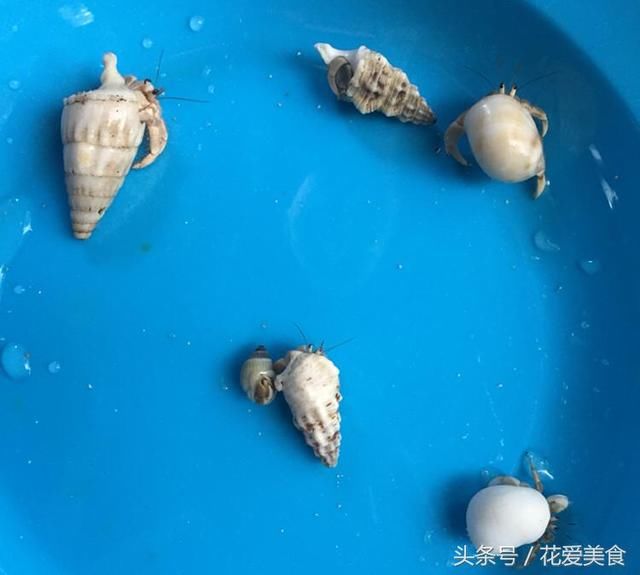 仙本那不仅是潜水好去处,那里的海鲜便宜又美