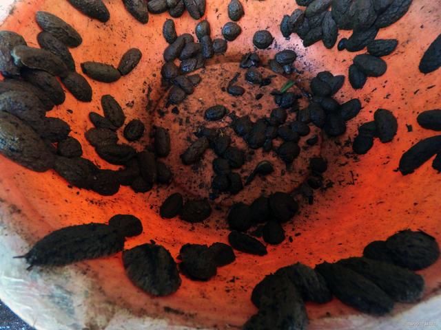 休渔期就没有海鲜吃了吗?带你去钦州的海鲜市