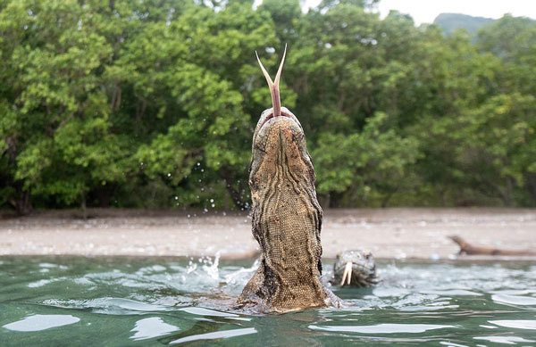 从照片中可以看到，它们探着巨大的头，并吐着舌头。当它们靠得太近时，他们便用长长的Y形木棍驱赶。巨蜥在追捕猎物时，它们那强壮的腿是多么有力。