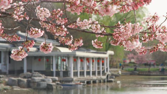 又是一年花好时！玉渊潭粉色花海来了……