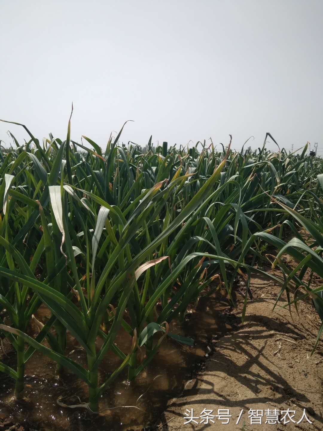 一亩大蒜到底能赚多少钱?看了农村大妈的分析