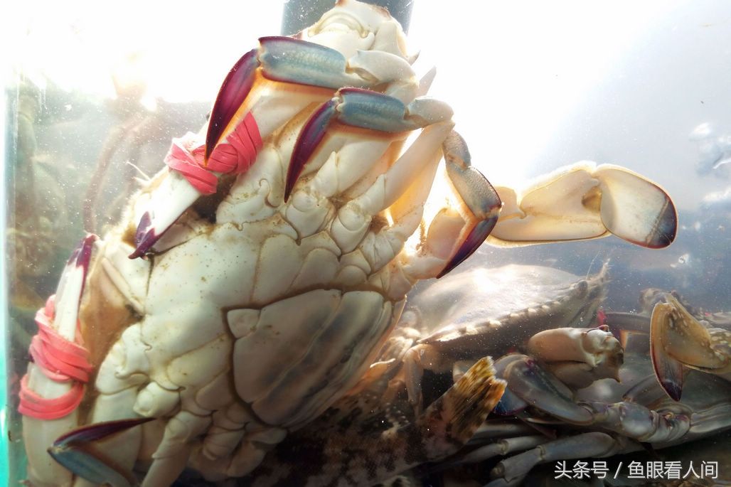 梭子蟹超越海参鲍鱼成市场最贵海鲜 春季最高