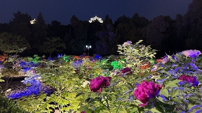 景山公园“夜赏牡丹”活动今天开启 寿皇殿院落和山体五亭将被点亮
