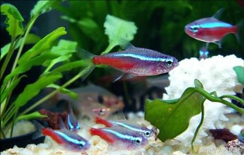 孔雀鱼能和什么鱼混养?斗鱼居然可以,孔雀鱼品