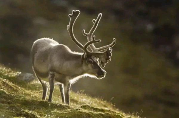 段祺瑞果断拿下欧洲一块地,现石油储量超400亿