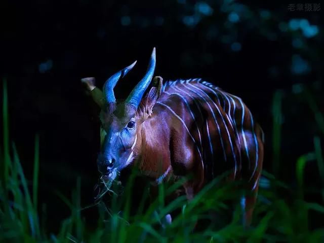 新加坡夜间野生动物园:白天和夜晚的组合,夜间