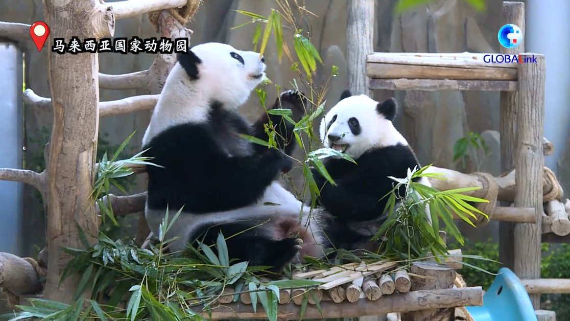 同年同月同日生！这对“驻外”大熊猫夫妇16岁了！