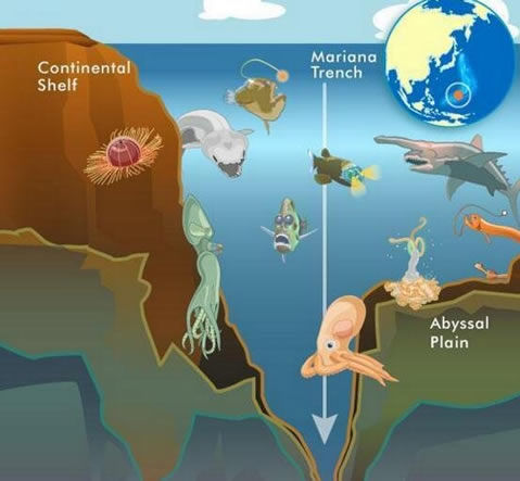 海底一万米有多恐怖:海底一万米啥样子,生物有