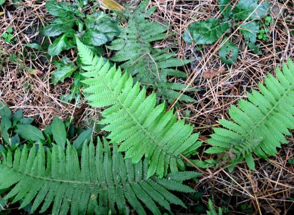 农村一味抗癌之王比蒲公英强100倍,可轻松杀