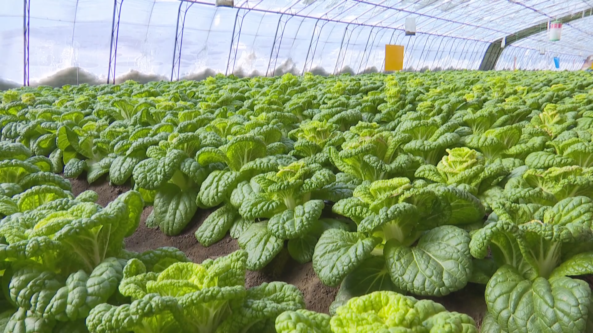 蔬菜新品种：高颜值“玫瑰白菜”