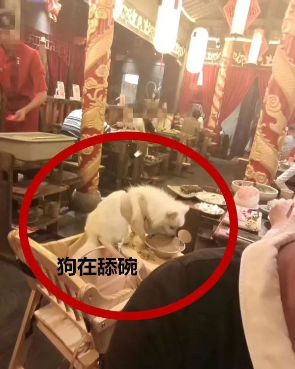 火锅店人和狗一桌同吃 宠物狗当众舔食餐盘无人管 火锅店人和狗一桌同吃 宠物狗当众舔食餐盘无人管