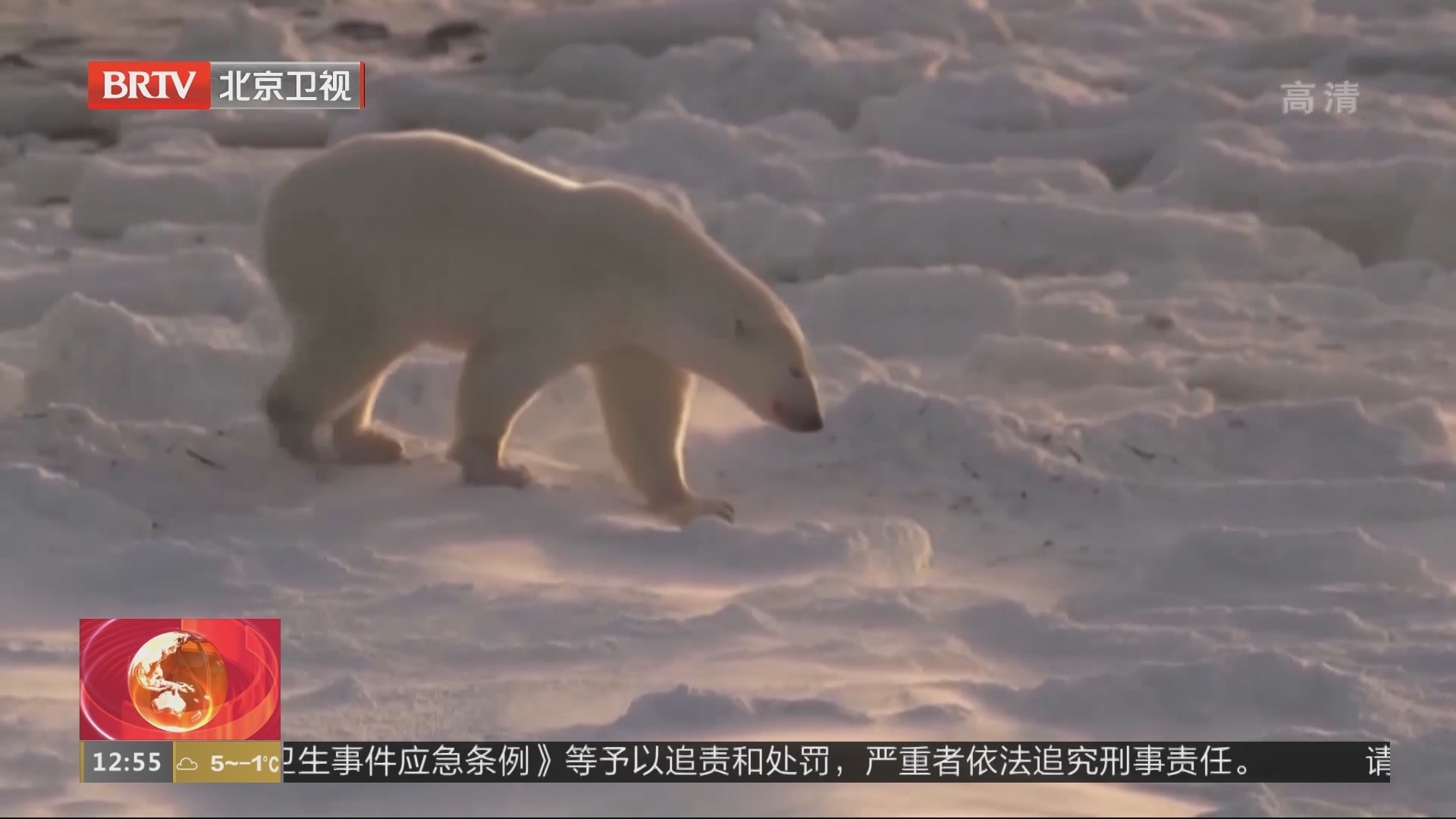 熊生艰难！全球变暖北极熊改食驯鹿