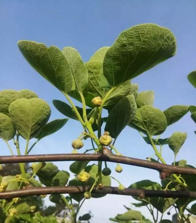 4月管理不好,猕猴桃不开花!及时关注猕猴桃4月
