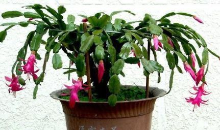 用这种自制的营养液浇花,盆栽10年都不会黄叶