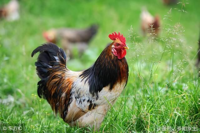 农村果园大规模养殖土鸡,果园散养土鸡有什么