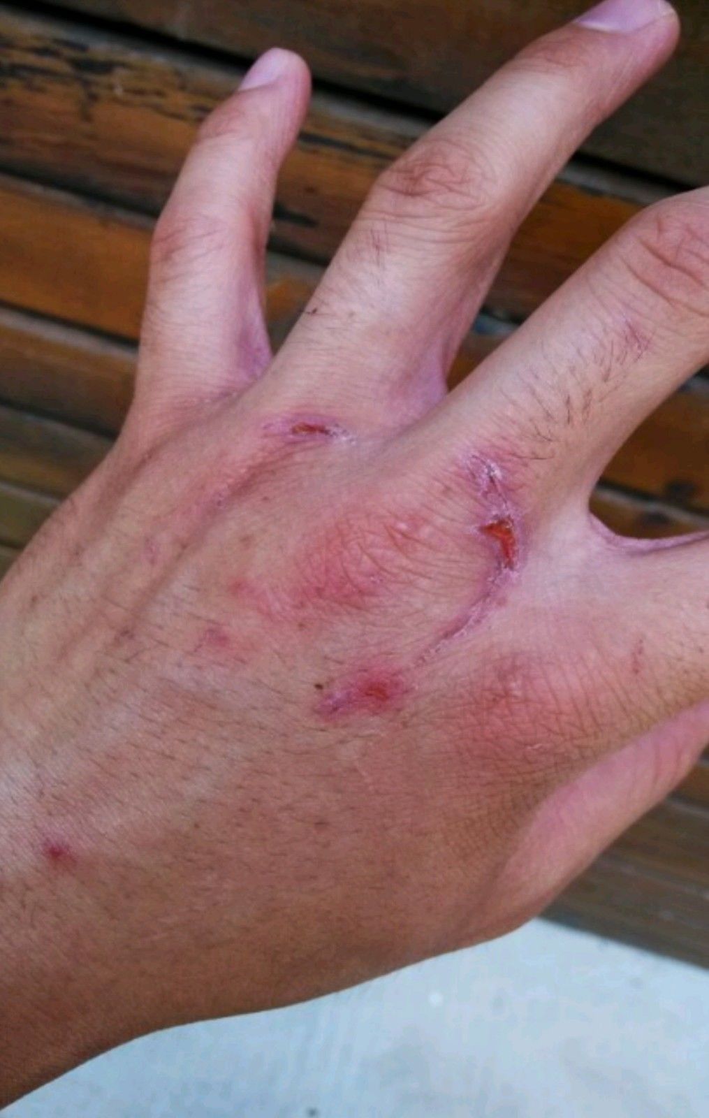 网传视频显示饲养员疑似摔熊猫 成都熊猫基地回应:事出有因并无恶意