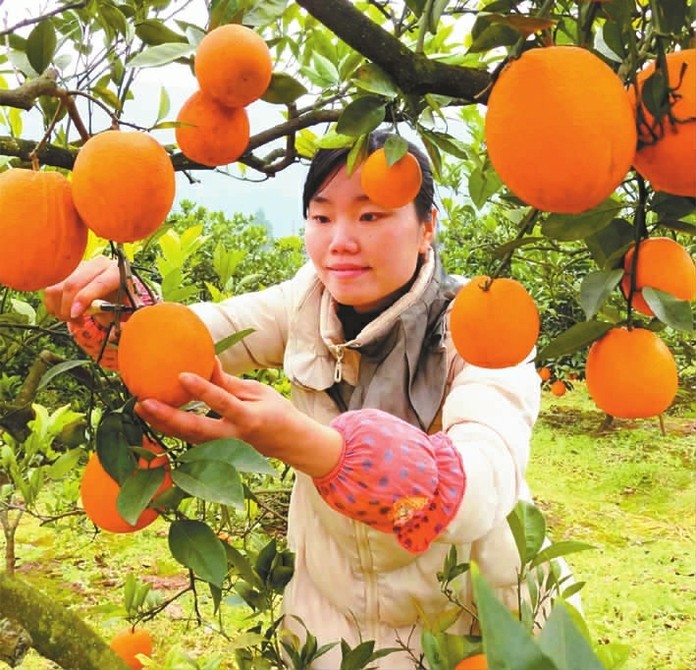 金果果 托起 致富梦 南充市人民对外友好协会官方网站 金果果 托起 致富梦 南充市人民对外友好协会官方网站