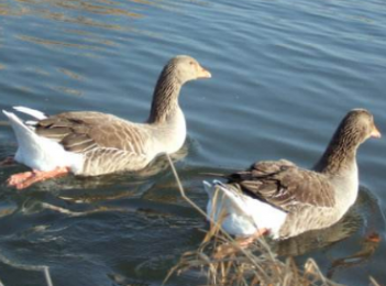 养殖技术:大雁鹅的育雏饲喂管理技术