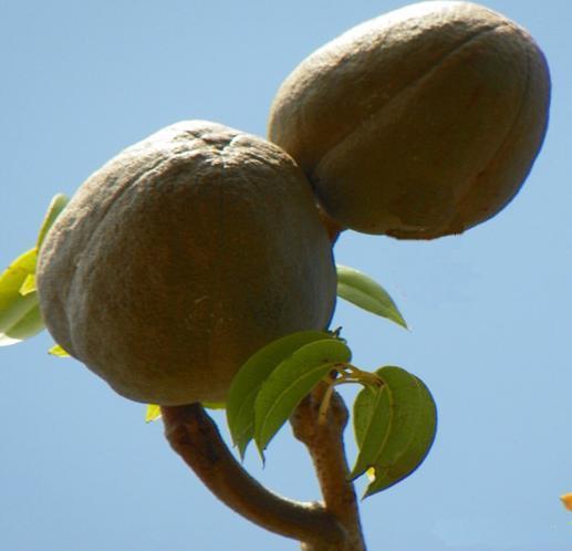 向天果是一种纯天然的野生植物果实,它特有的三大活性成分,可以保护肝