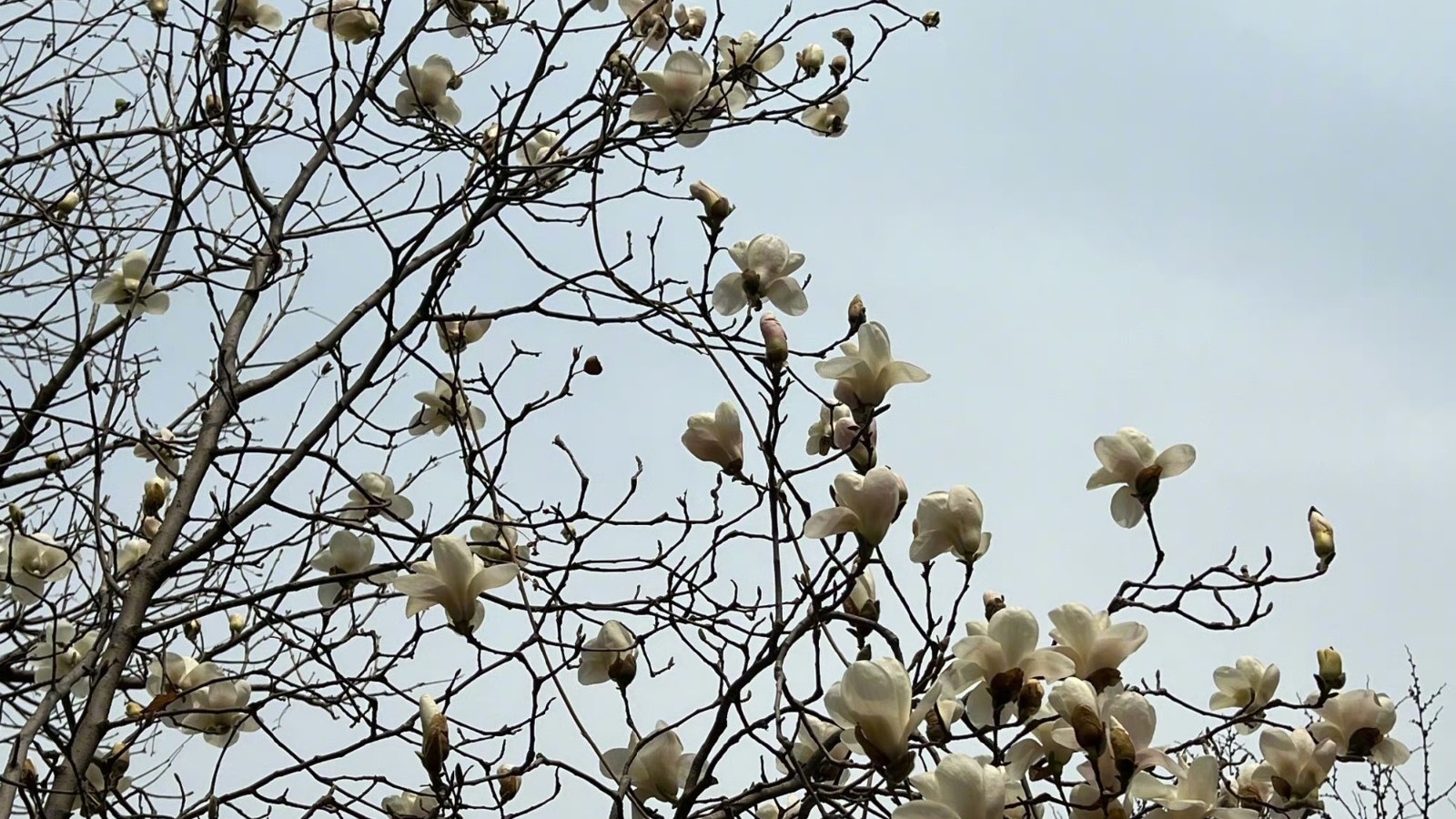 气温回升 最高气温17℃ 适宜出门走走～