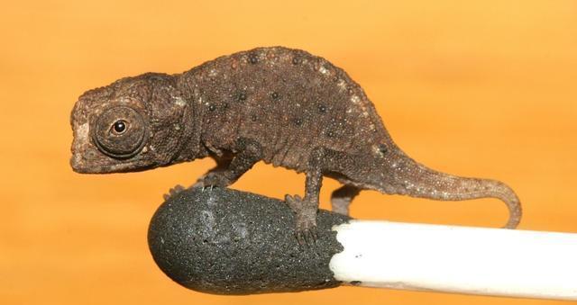 這種動物頭上長角 舌頭是身體的一倍多 下的蛋兩年纔會孵化出來 雪花新闻