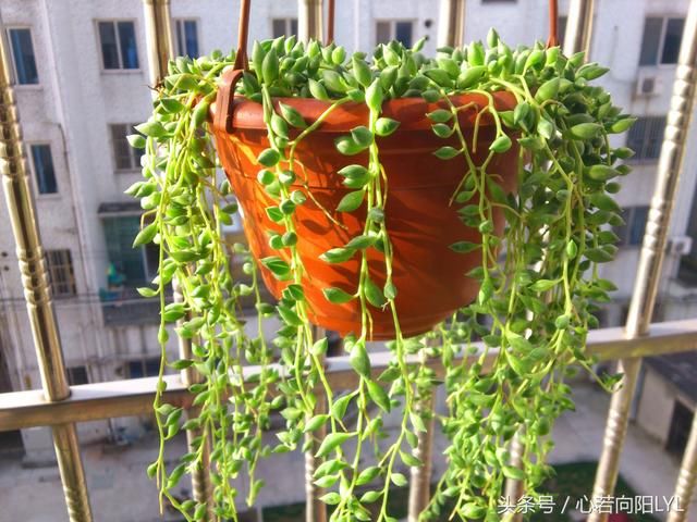 是蚜虫繁殖的季节,所以我们得特别得注意防治蚜虫侵害我们的珍珠吊兰