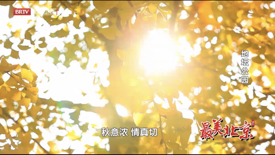 探寻最美北京——地坛公园银杏大道落叶纷飞