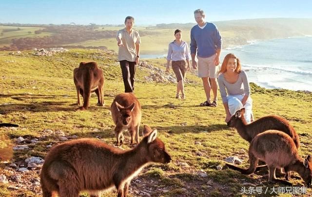 澳大利亚,野兔野猪牛蛙小龙虾泛滥成灾,网友:让