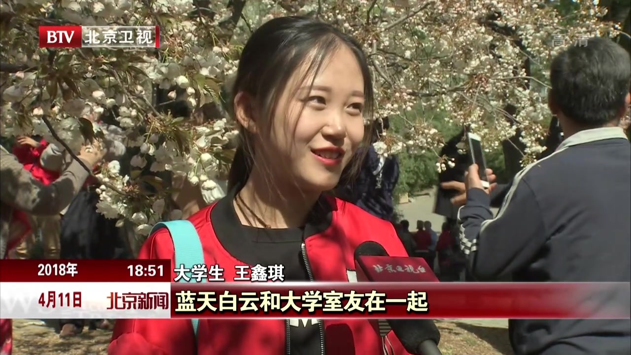 北京:玉渊潭晚樱繁花如霞 绿色樱花难得一见 北京:玉渊潭晚樱繁花如霞 绿色樱花难得一见