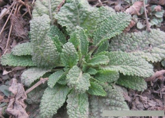 农村常见的蛤蟆草泡水喝有什么功效?