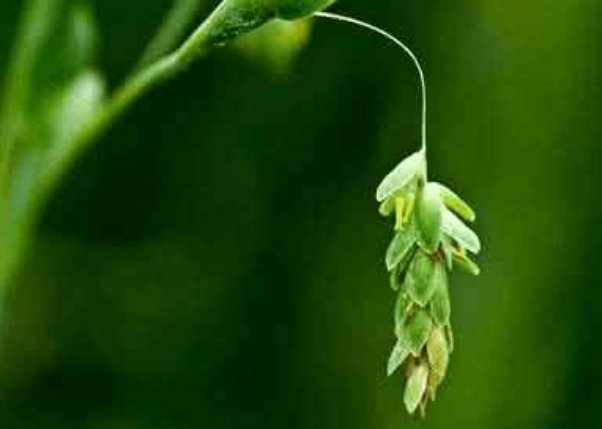 夏天靠什么逼出体内寒气?它胜过灵丹妙药,坚