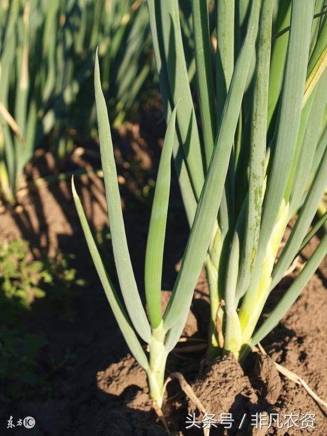 种一亩大葱能赚多少钱?2018年大葱种植前景如