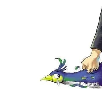 太缺德!扬州动物园孔雀遭游客强行拔毛,两只