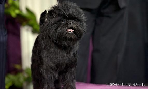 么狗不掉毛适合家养?最不掉毛的狗狗排行榜!