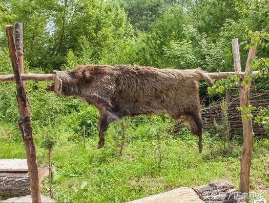 努尔哈赤一家子,为什么喜欢用动物名字取名?