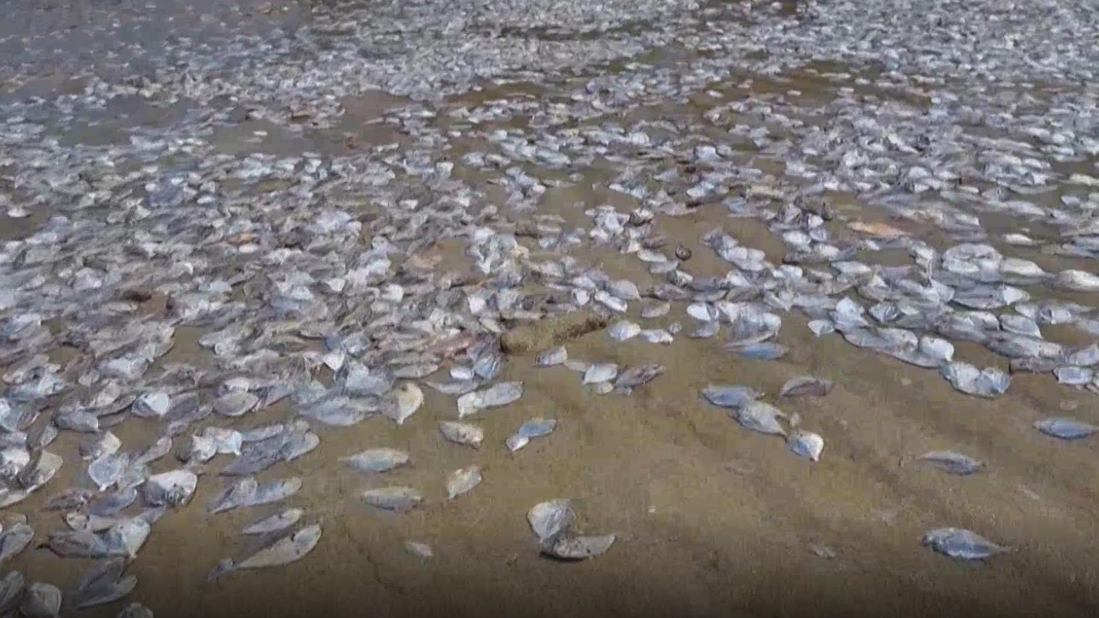 海滩惊现大量死鱼 赤潮是“元凶”? 海滩惊现大量死鱼 赤潮是“元凶”?